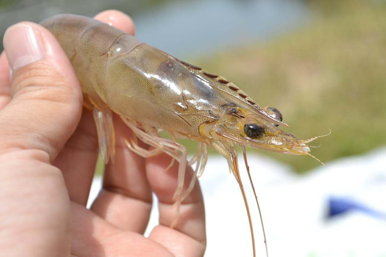 Shrimp in Close Up